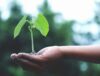 A young sapling held in hands symbolizes growth and sustainability.